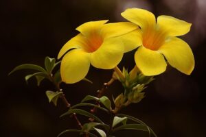 G8a2f784fd59bd419239f55f2eee424d4230172f2e1f4c951990557caf8dced7577cfcdd128af87b26e4442d5a3359a1ff7373b8a5133e9dbb4d7b27ce9a5ec5f 640